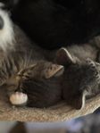 ljuvliga sociala kattungar 