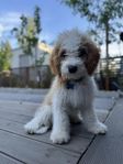 Cavapoo F2 valp (Hane) – född 16 januari söker tryggt he