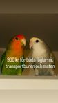 lovebird dvärgpapegoja