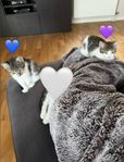 Två söta kattungar