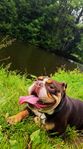 Engelsk bulldog 