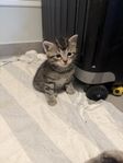 fantastisk söta kattungar