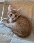 kattunge
