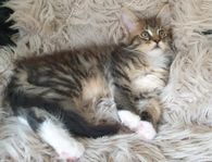 Maincoon-Skogkatt