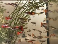 Guppy