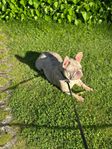 Fransk bulldog exotisk,tik.OMPLASERING 