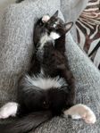 hankatt