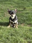 chihuahua hane