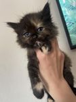 Ragdoll blandning