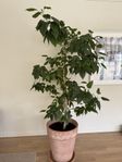 En stor ’dubbel röd gammal’ sort hibiskus