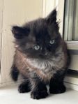 Kattunge 