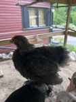 Dvärgkochin kycklingar 