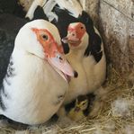 Befruktade myskanksägg