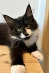Flyttklar Norsk Skogkatt med Stamtavla 