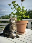 Kattungar blandras Maine Coon