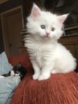 kattunge ragdoll/main coon/huskatt långhårig vit hona