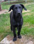 Briard o Beauceron blandning till seriöst hem