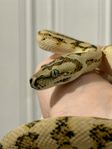0.1 Rutpyton (Morelia spilota spp) - Red Hypo Caramel Jaguar