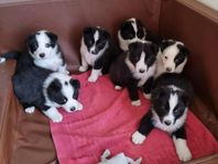 karelsk björnhund