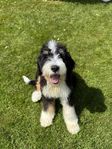 Standard Bernedoodle hane 5,5 mån