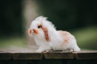 Världens sötaste lilla flufftroll! (lev.klar 17/7)
