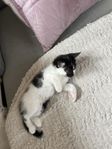 kattungar leveransklara 7/7
