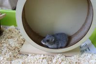 Hamster med bur och tillbehör  
