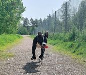 Härligt energisk hanhund