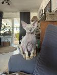 Devon Rex hona