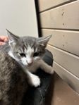 Leveransklar kattunge