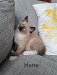 Kattungar ragdollblandning