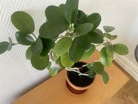 Gammal porslinsblomma + kruka i terracotta. Blommar ofta!