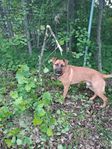schäfer/amstaff
