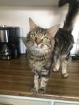 Norsk Skogkatt kastrerad Tik