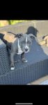 amstaff/ Xl bully