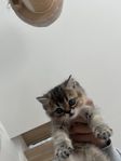 Charmig kattunge söker sitt nya hem