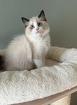 Ragdoll kattunge med stamtavla i SVERAK 