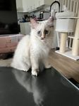 Supersöt hona kvar Ragdoll