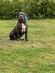 american bully