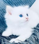 *Ragdoll kattungar *