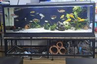 Komplett 375L Akvariume