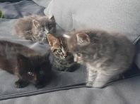 Kattungar 