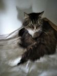 långhårig hon katt