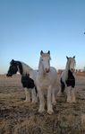 Irish cob , mycket stor redan nu !