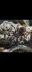 Acanthoscurria geniculata