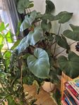 Jättestor planta