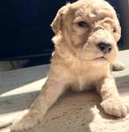 labradoodle medium/standard multigeneration 