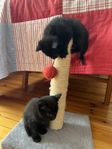 Kattungar