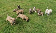 Valpar Olde english bulldog x Bully