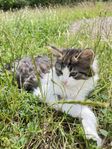 Kattungar